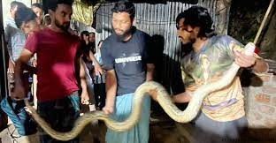 ১২ ফুট লম্বা অজগর উদ্ধার চট্টগ্রাম বিশ্ববিদ্যালয়ে